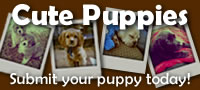 Cute Puppies