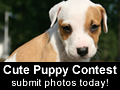 Cute Puppies