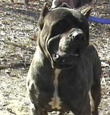 Bandog Pictures