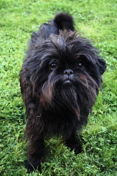 Affenpinscher Pictures 1