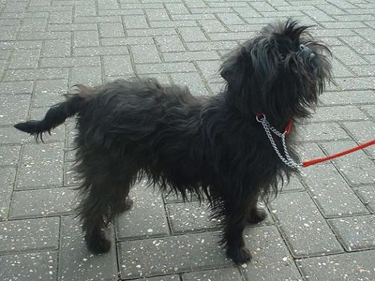 Affenpinscher Pictures