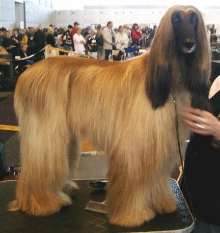 Afghan Hound Pictures 2