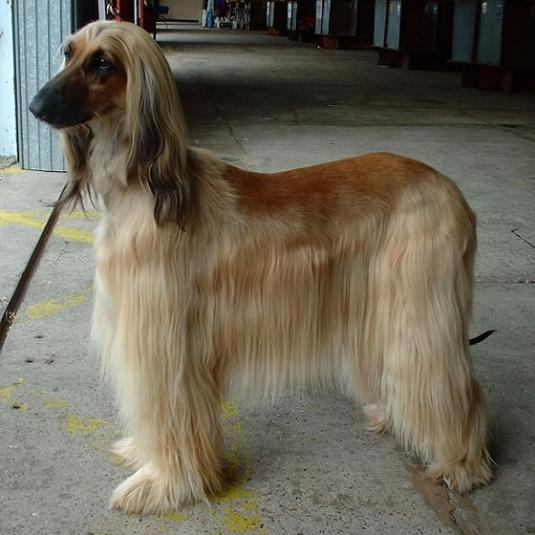 Afghan Hound Pictures