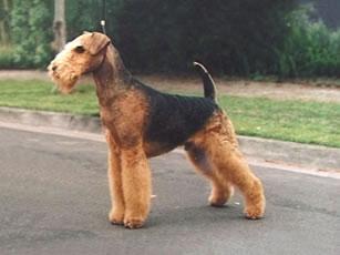 Airedale Terrier Pictures 1