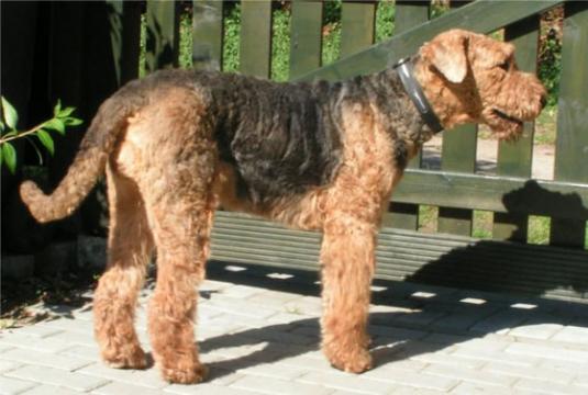 Airedale Terrier Pictures 3