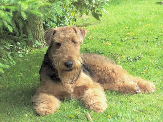 Airedale Terrier Pictures 5
