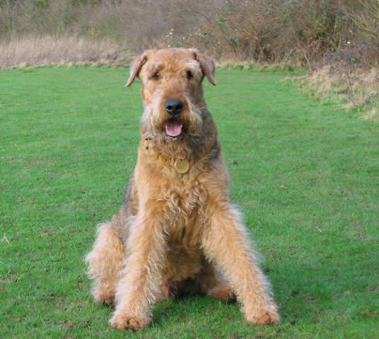 Airedale Terrier Pictures 6