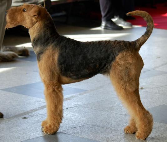 Airedale Terrier Pictures