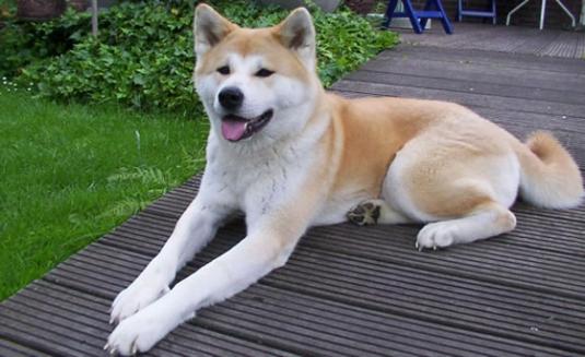 Akita Pictures 2