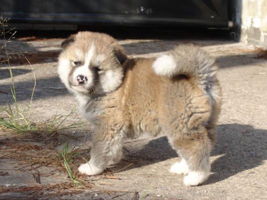 Akita Puppy Pictures