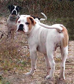 Alapaha Blue Blood Bulldog Pictures