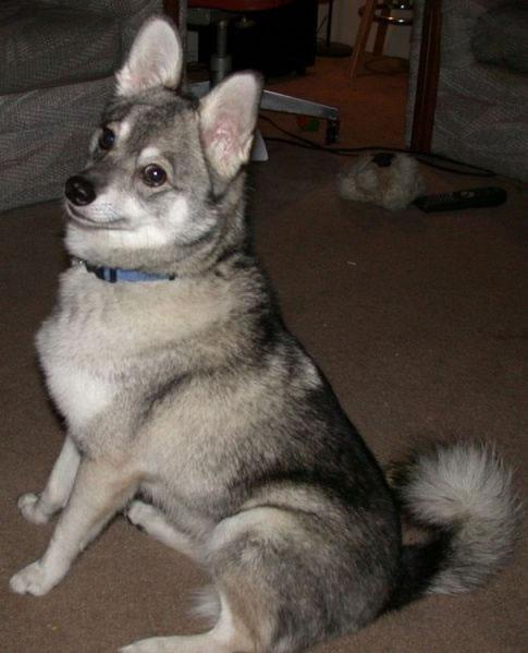 Alaskan Klee Kai Pictures