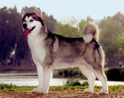 Alaskan Malamute Pictures 1