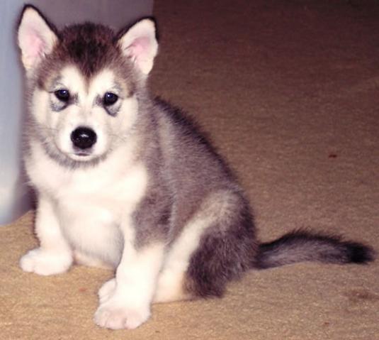 Alaskan Malamute Puppy Pictures