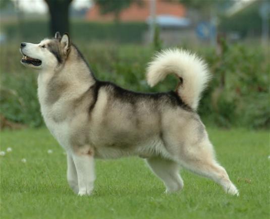 Alaskan Malamute Pictures