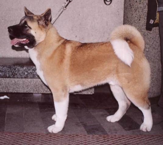 American Akita Pictures 1