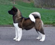 American Akita Pictures