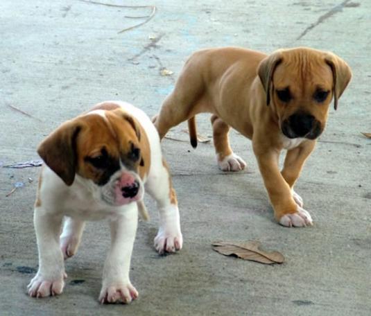 American Bulldog Pictures 1