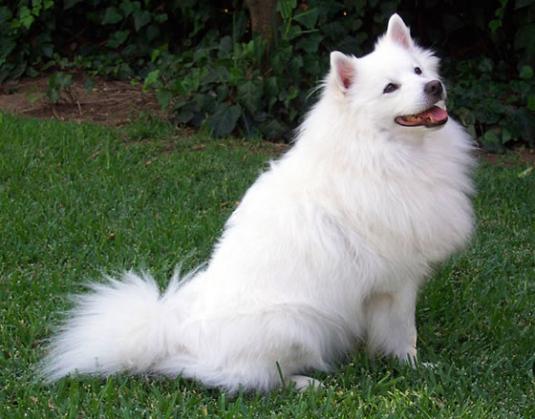 American Eskimo Pictures