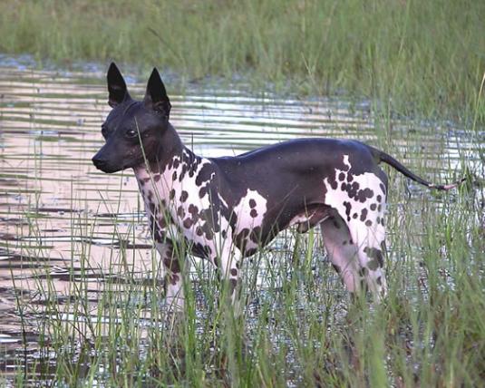 American Hairless Terrier Pictures