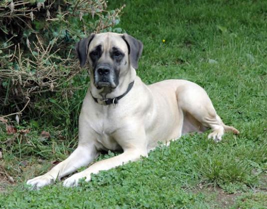 American Mastiff Pictures