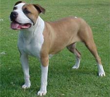 American Staffordshire Terrier Pictures