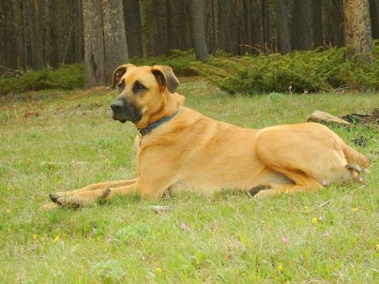 Anatolian Mastiff Pictures