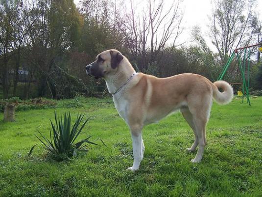 Anatolian Shepherd Pictures