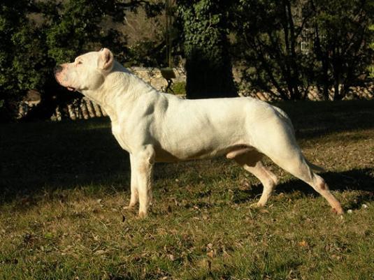 Argentine Dogo Pictures