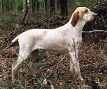 Ariege Pointer Pictures