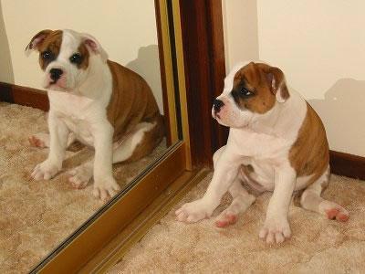 Australian Bulldog Pictures