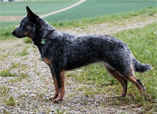 Australian Cattle Dog Pictures 2