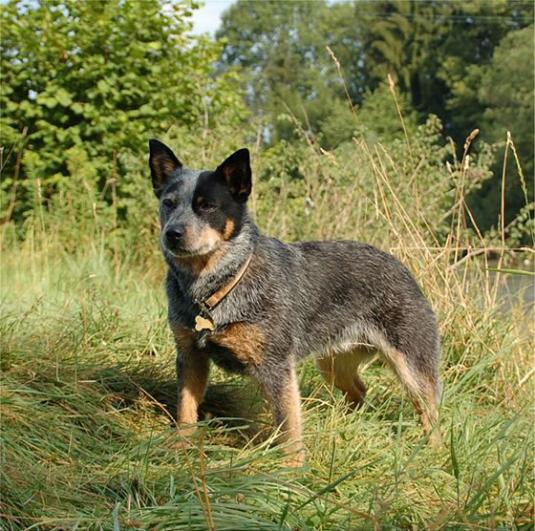 Australian Cattle Dog Pictures 3