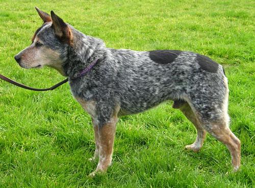 Australian Cattle Dog Pictures