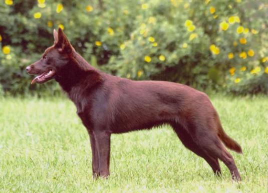 Australian Kelpie Pictures