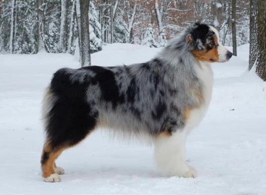 Australian Shepherd Pictures