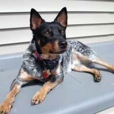 Australian Stumpy Tail Cattle Dog Pictures