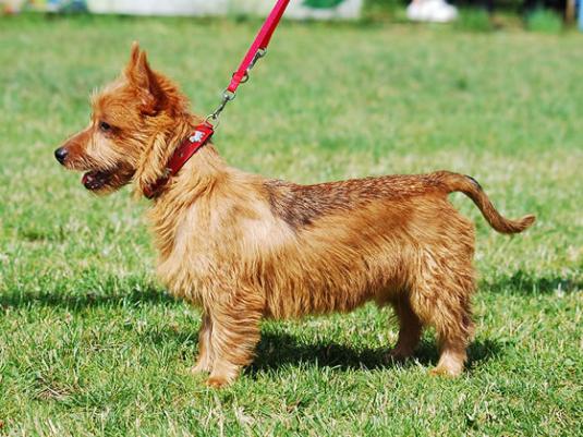 Australian Terrier Pictures