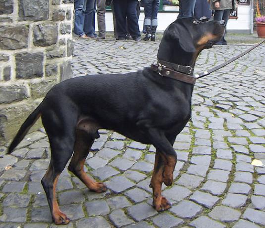 Austrian black and tan hound Pictures