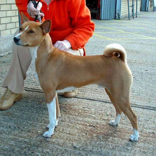 Basenji Pictures