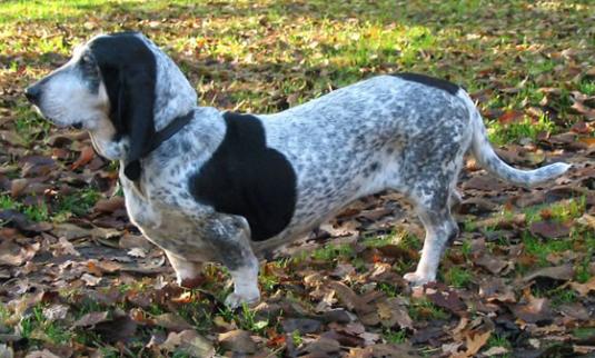 Basset Bleu de Gascogne Pictures