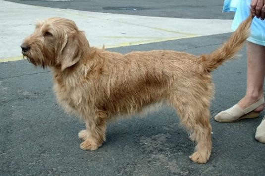 Basset Fauve de Bretagne Pictures