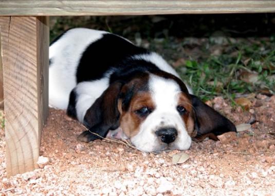 Basset Hound Puppy Pictures