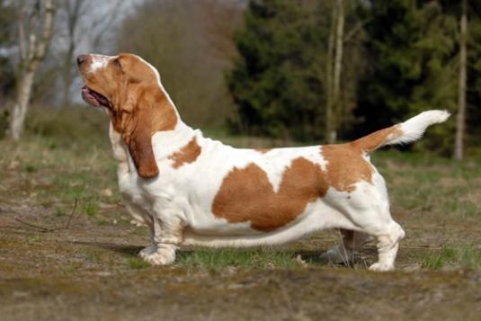 Basset Hound Pictures