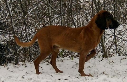 Bavarian Mountain Hound Pictures