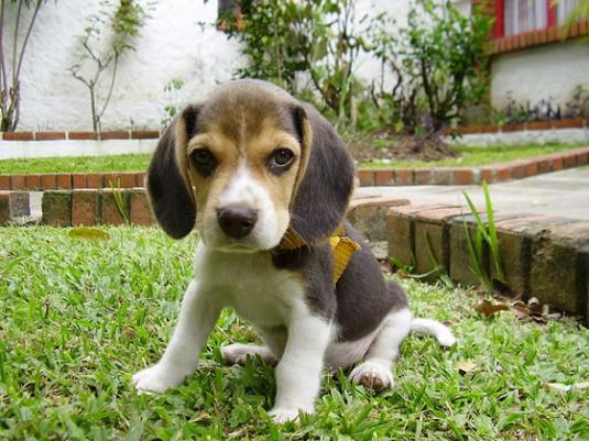 Beagle Puppy Pictures