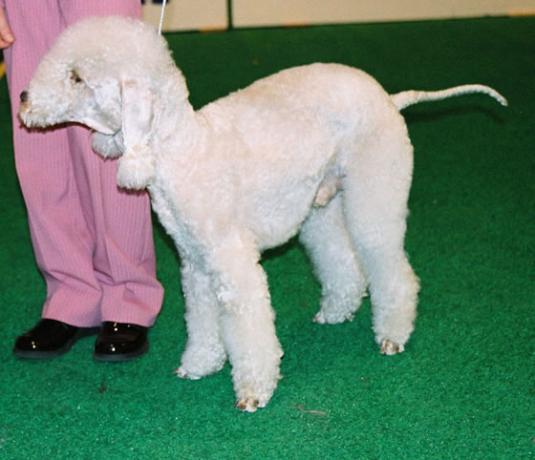 Bedlington Terrier Pictures