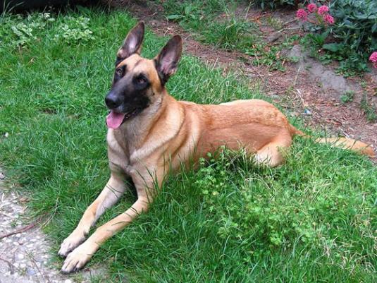 Belgian Malinois Pictures