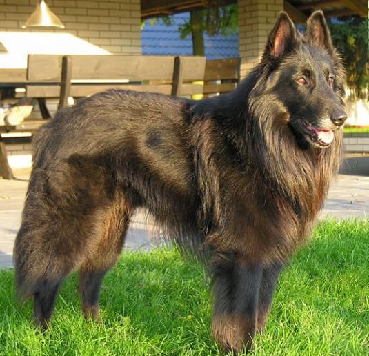 Belgian Sheepdog Pictures