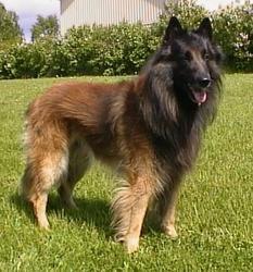 Belgian Tervuren Pictures